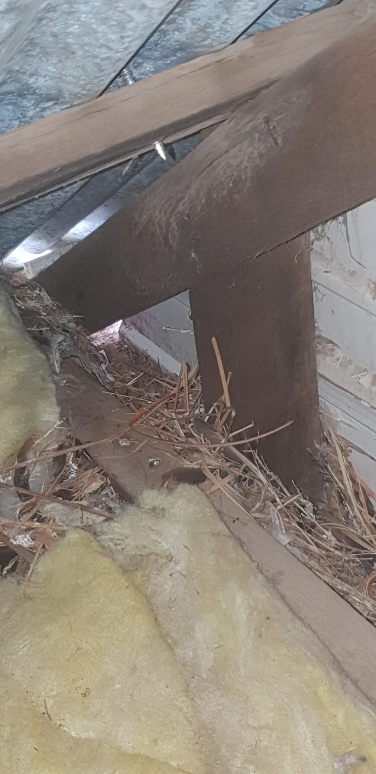 Bird Mites