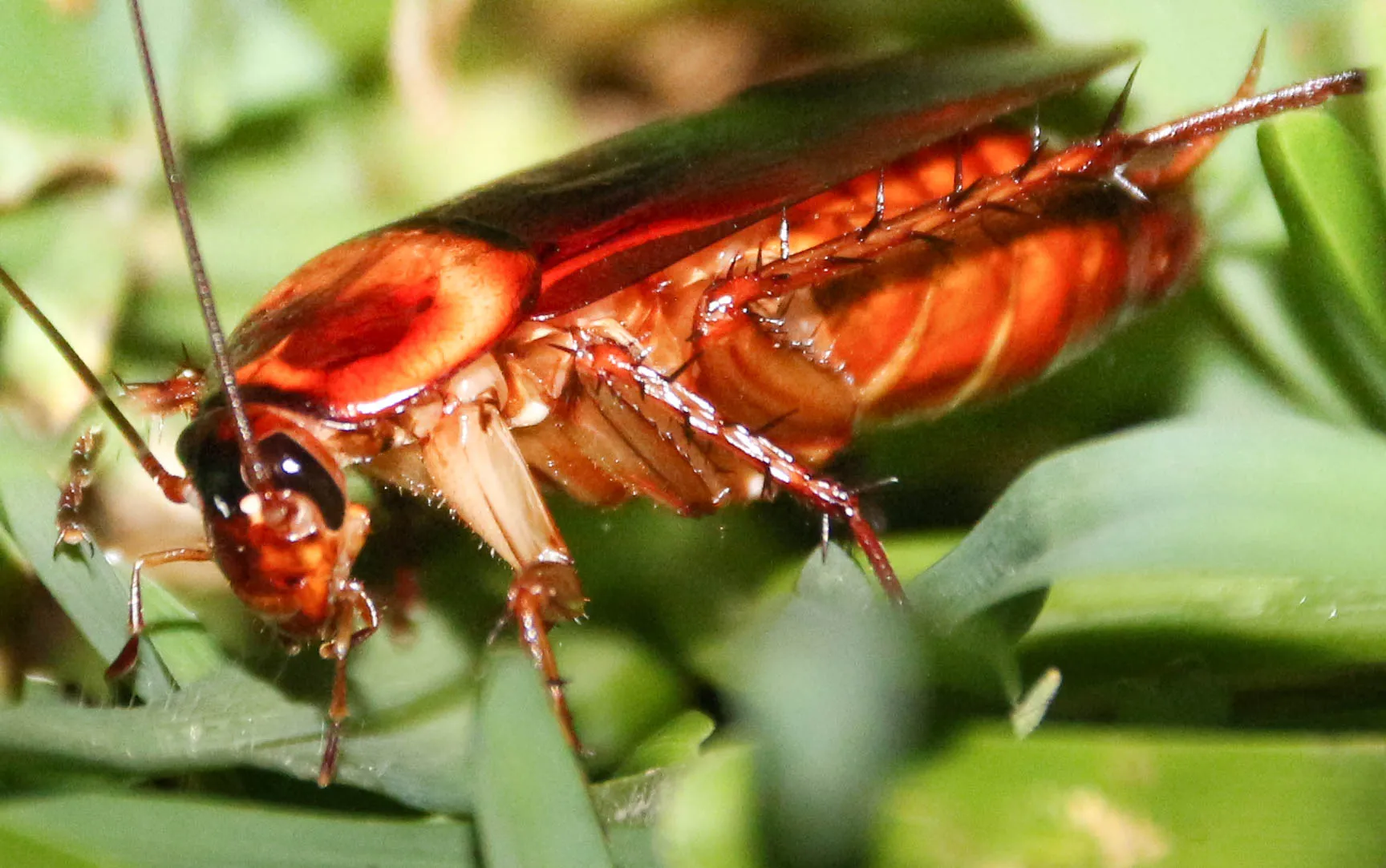 A cockroach on a leaf