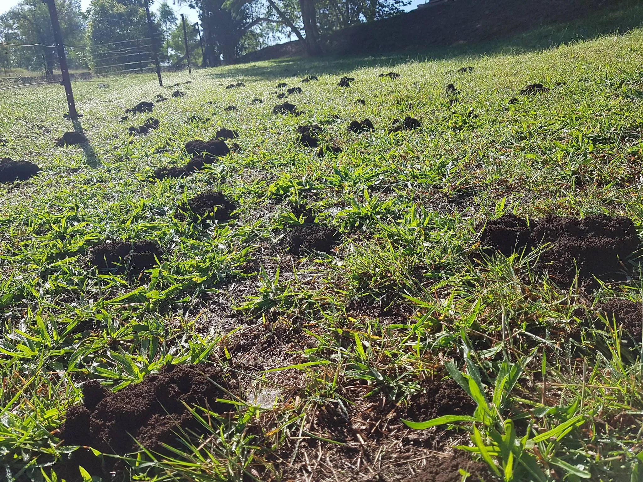 Funnel ant mounds scattered across a lawn