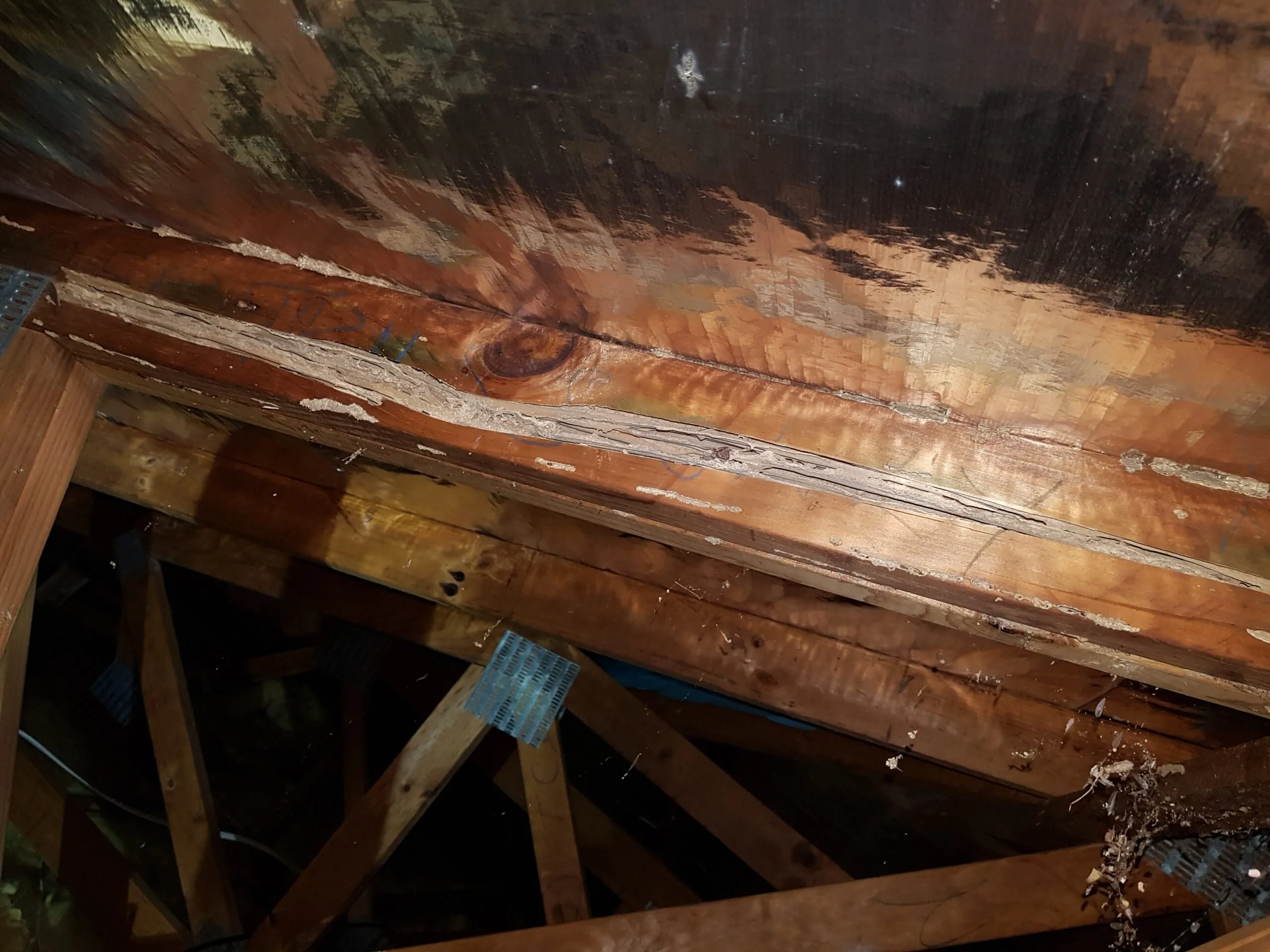 Termite-damaged timber found in a roof space