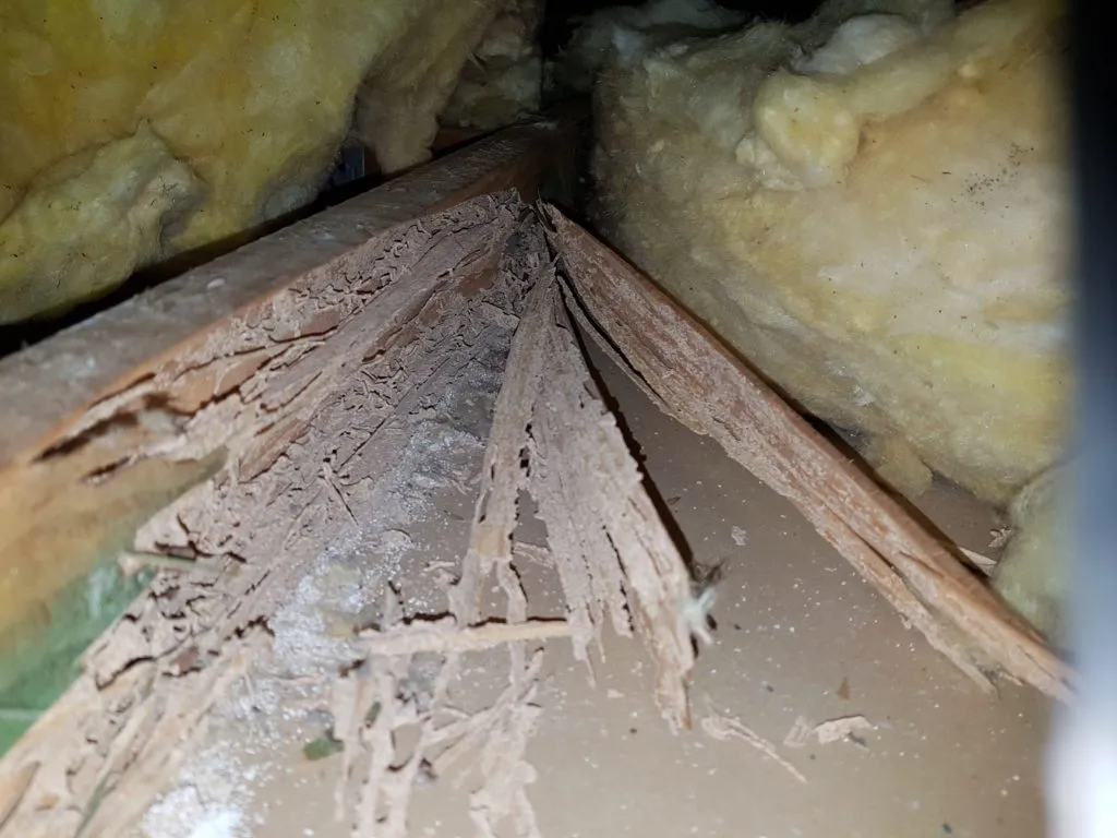 Framing timber hollowed out by termites in a roof void, between insulation batts