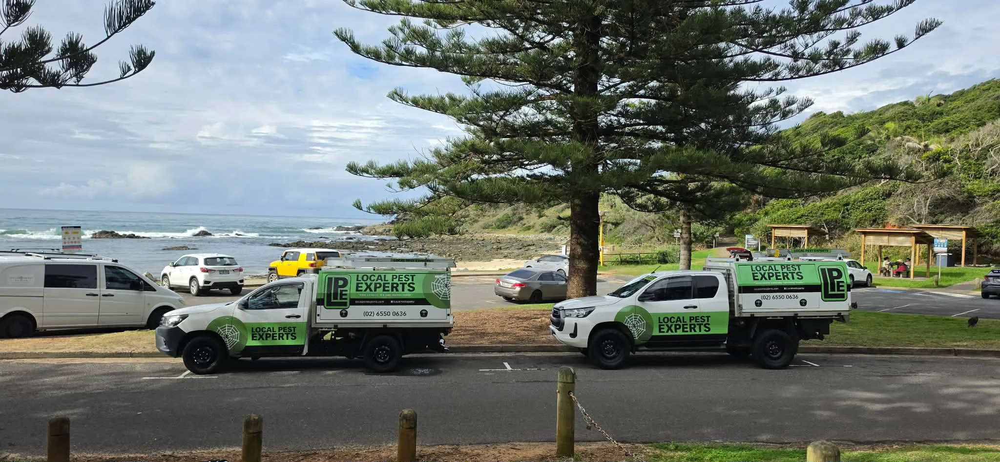 Two Local Pest Experts utes parked by the beach at Port Macquarie, under Norfolk pines
