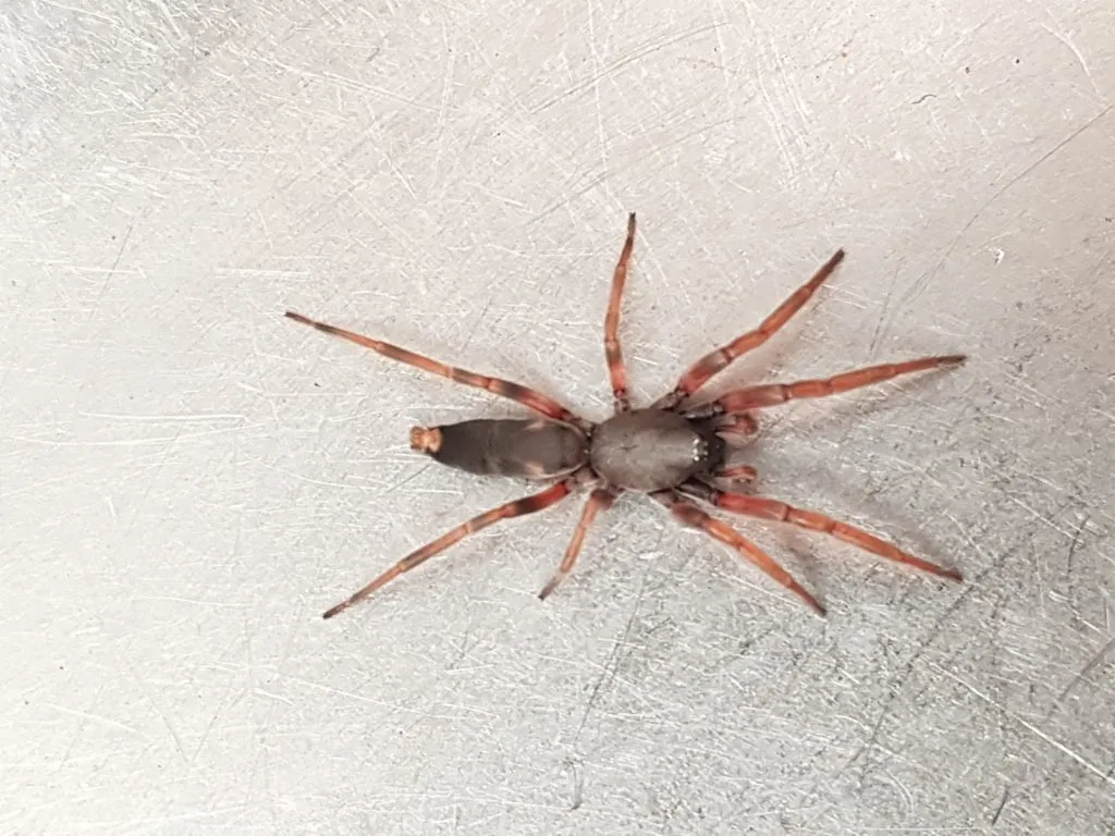 A white-tailed spider on a wall